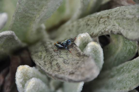 Um grilo sobrevive a 4 mil metros de altitude, na região dos Andes venezuelanos, perto de Mérida